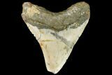 Bargain, Fossil Megalodon Tooth - North Carolina #108966-2
